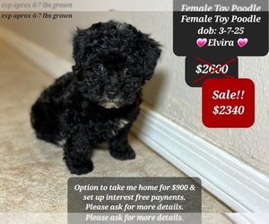 Poodle (Toy) Puppy for sale in TUCSON, AZ, USA