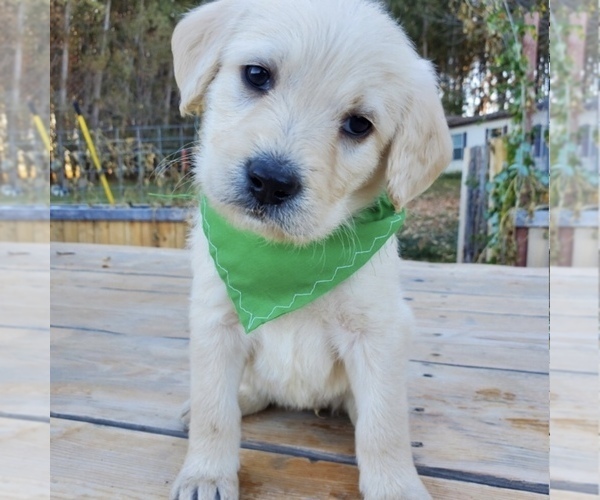 Medium Photo #3 Labradoodle Puppy For Sale in FAIR OAKS, CA, USA