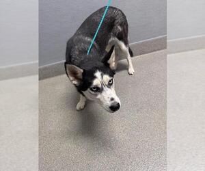 Siberian Husky-Unknown Mix Dogs for adoption in Las Vegas, NV, USA