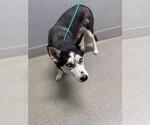 Small Siberian Husky Mix