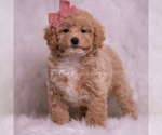 Small Photo #68 Poodle (Toy) Puppy For Sale in WARSAW, IN, USA