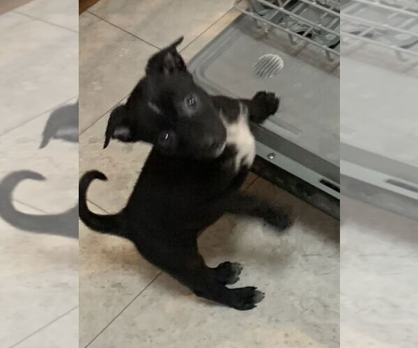Medium Photo #3 Labrador Retriever-Unknown Mix Puppy For Sale in Hillsboro, MO, USA