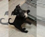 Small #2 Labrador Retriever Mix