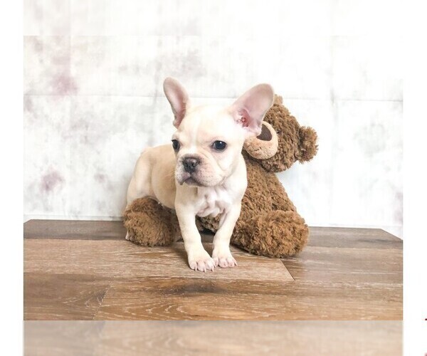 Medium Photo #1 French Bulldog Puppy For Sale in CLEVELAND, NC, USA
