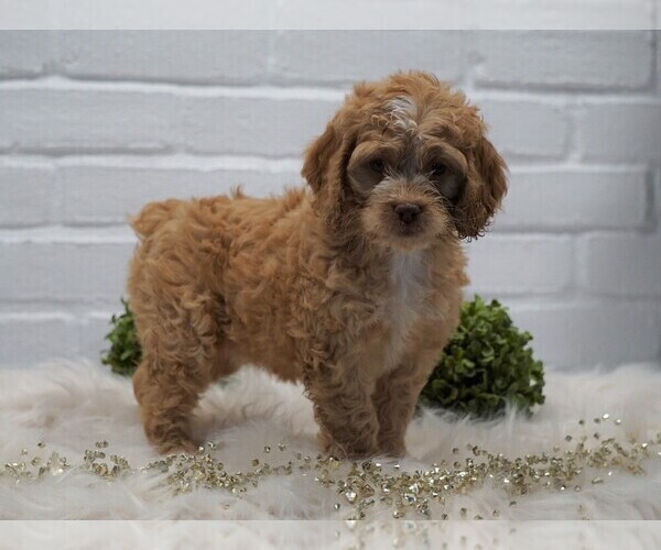 Medium Photo #1 Cocker Spaniel-Poodle (Miniature) Mix Puppy For Sale in FREDERICKSBG, OH, USA