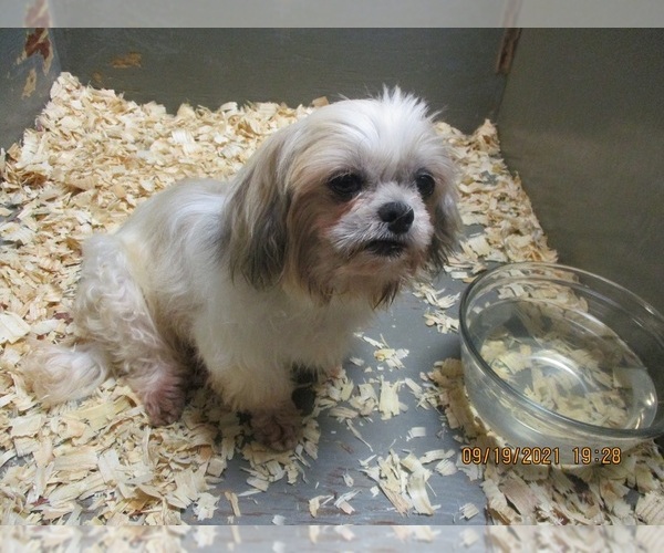 Medium Photo #4 Shih Tzu Puppy For Sale in CARROLLTON, GA, USA