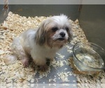 Small Photo #4 Shih Tzu Puppy For Sale in CARROLLTON, GA, USA