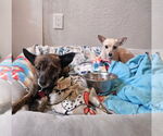 Small Chihuahua Mix