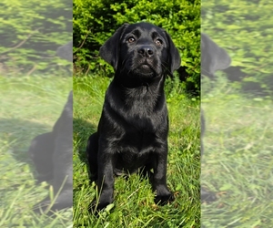 Labrador Retriever Puppy for sale in NEW BEDFORD, MA, USA