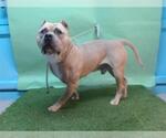 Small American Bulldog