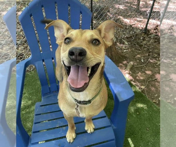 Medium Photo #4 Mutt Puppy For Sale in Greenville, SC, USA