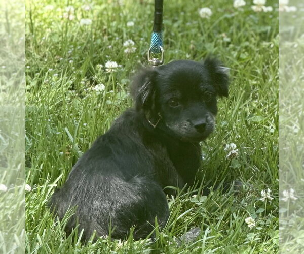 Medium Photo #3 Cocker Spaniel Puppy For Sale in Yardley, PA, USA