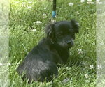 Small #2 Cocker Spaniel
