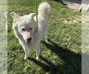 Siberian Husky Dogs for adoption in Modesto, CA, USA