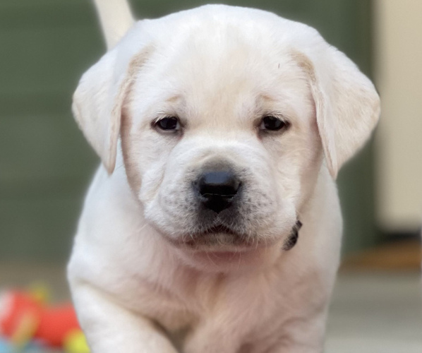 Medium Photo #46 Labrador Retriever Puppy For Sale in GLENDALE, CA, USA