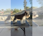 Small Photo #1 King Schnauzer Puppy For Sale in MORENO VALLEY, CA, USA