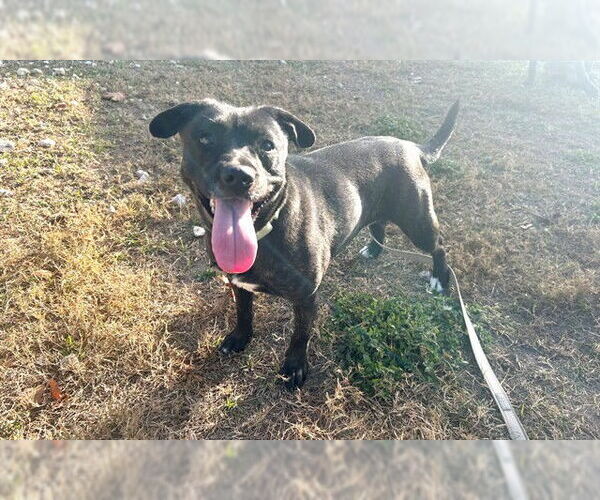 Medium Photo #1 Mutt Puppy For Sale in Ocala, FL, USA