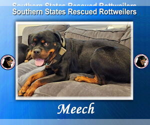 Rottweiler Dogs for adoption in White Hall, AR, USA