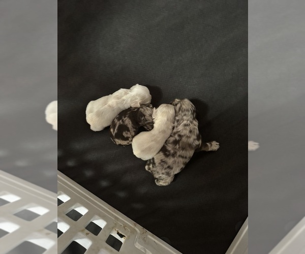 Medium Photo #1 Cocker Spaniel Puppy For Sale in MARTIN, GA, USA