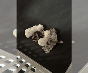 Cocker Spaniel Puppy for Sale in MARTIN, Georgia USA
