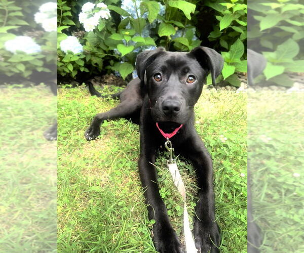 Medium Photo #19 Labrador Retriever-Unknown Mix Puppy For Sale in Brewster, NY, USA