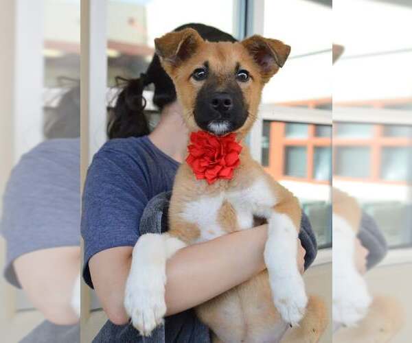 Medium Photo #1 Mutt Puppy For Sale in McKinney, TX, USA