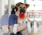 Small Mutt