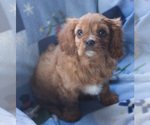 Small Photo #3 Cavalier King Charles Spaniel Puppy For Sale in MILWAUKEE, WI, USA