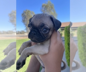 Pug Puppy for sale in MADERA, CA, USA