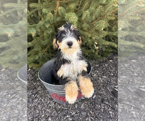 Bernedoodle (Miniature) Puppy for sale in MIDDLEBURY, IN, USA