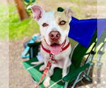 Small #2 American Bulldog Mix
