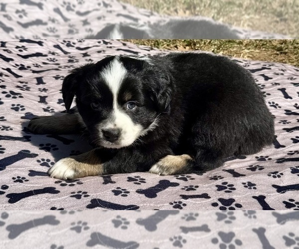 Medium Photo #3 Australian Shepherd Puppy For Sale in SALISBURY, NC, USA