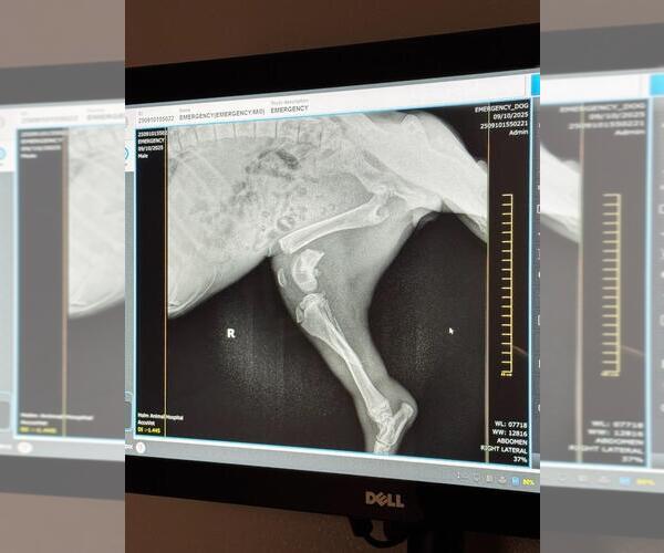 Medium Photo #18 Doberman Pinscher-Unknown Mix Puppy For Sale in Buffalo, MN, USA