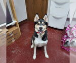Small #7 Huskies  Mix