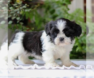 Shih Tzu Puppy for Sale in GORDONVILLE, Pennsylvania USA