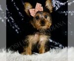 Small #4 Yorkshire Terrier