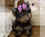Small #7 Yorkshire Terrier