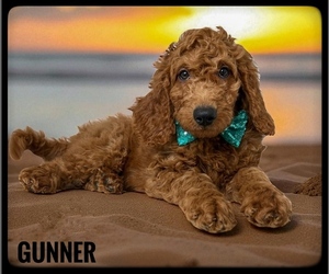 Goldendoodle Puppy for sale in ORANGE PARK, FL, USA
