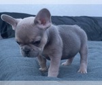 Small Photo #8 French Bulldog Puppy For Sale in SAN DIEGO, CA, USA