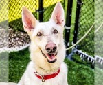 Small #6 German Shepherd Dog
