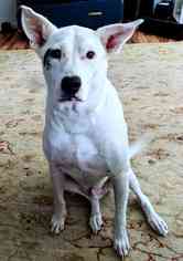 Boxador Dogs for adoption in HOUGHTON, WA, USA