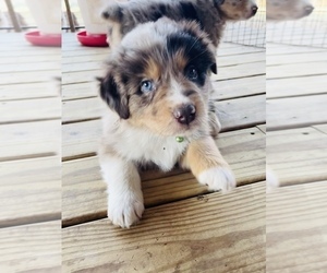 Australian Shepherd Puppy for sale in EXETER, MO, USA
