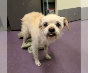 Pekingese Dogs for adoption in Long Beach, CA, USA