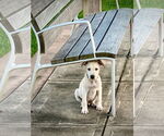 Small #5 Labrador Retriever Mix