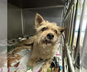 Rat Terrier Dogs for adoption in San Antonio, TX, USA
