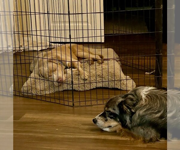 Medium Photo #5 Labrador Retriever-Unknown Mix Puppy For Sale in San Diego, CA, USA