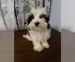 Small Havanese
