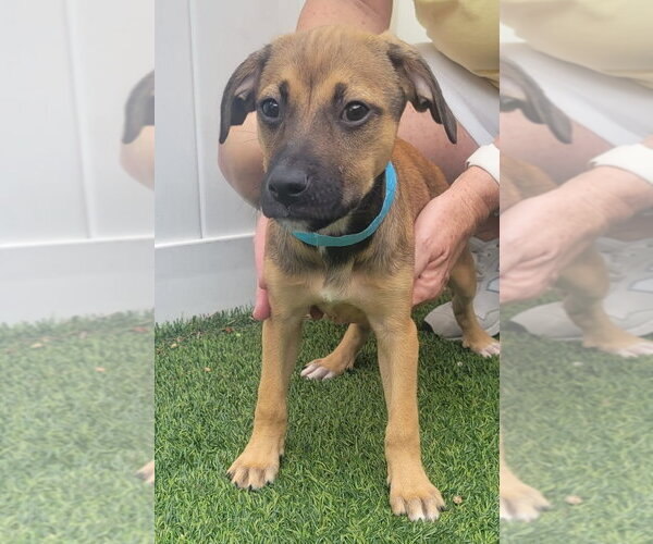 Medium Photo #5 Dachsador Puppy For Sale in Pompano Beach , FL, USA