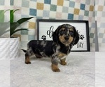 Small #6 Dachshund