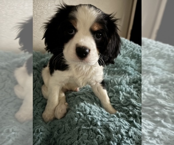 Medium Photo #3 Cavachon Puppy For Sale in OLYMPIA, WA, USA